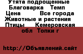 Утята подрощенные “Благоварка“,“Темп“ › Цена ­ 100 - Все города Животные и растения » Птицы   . Кемеровская обл.,Топки г.